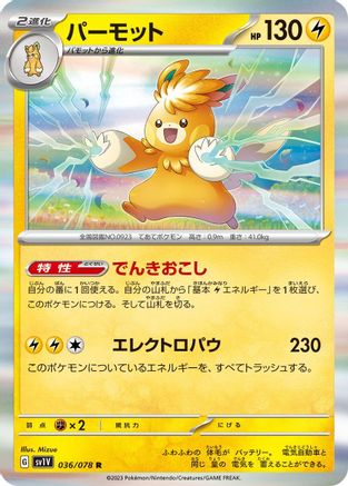 Pawmot - 036/078 (036/078) - SV1V Violet ex Holofoil SV1V: Violet ex Pokemon Japanese Single  Squirtle Squad Card Shop.